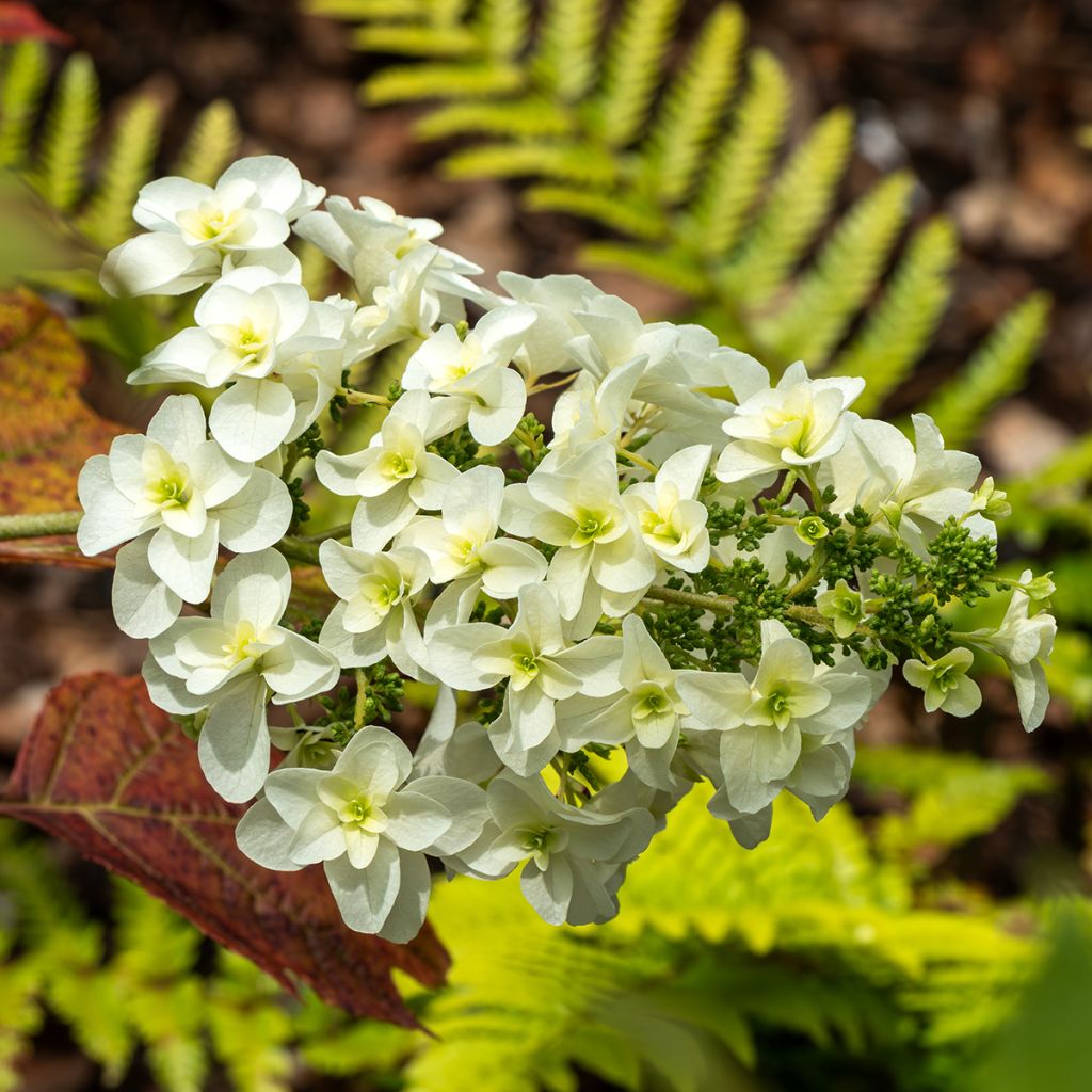 Hydrangea quercifolia Snowflake - Hortensia à feuilles de chêne