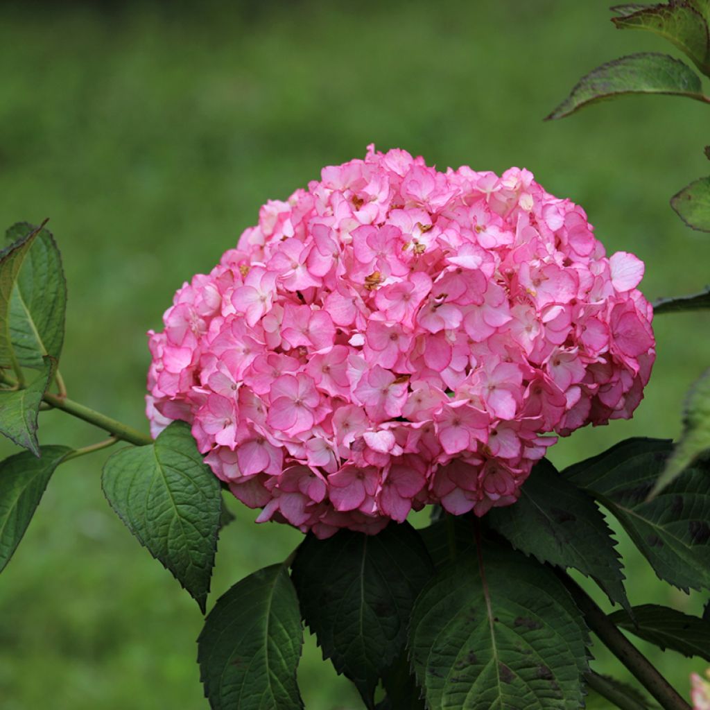 Hortensia - Hydrangea macrophylla Selma