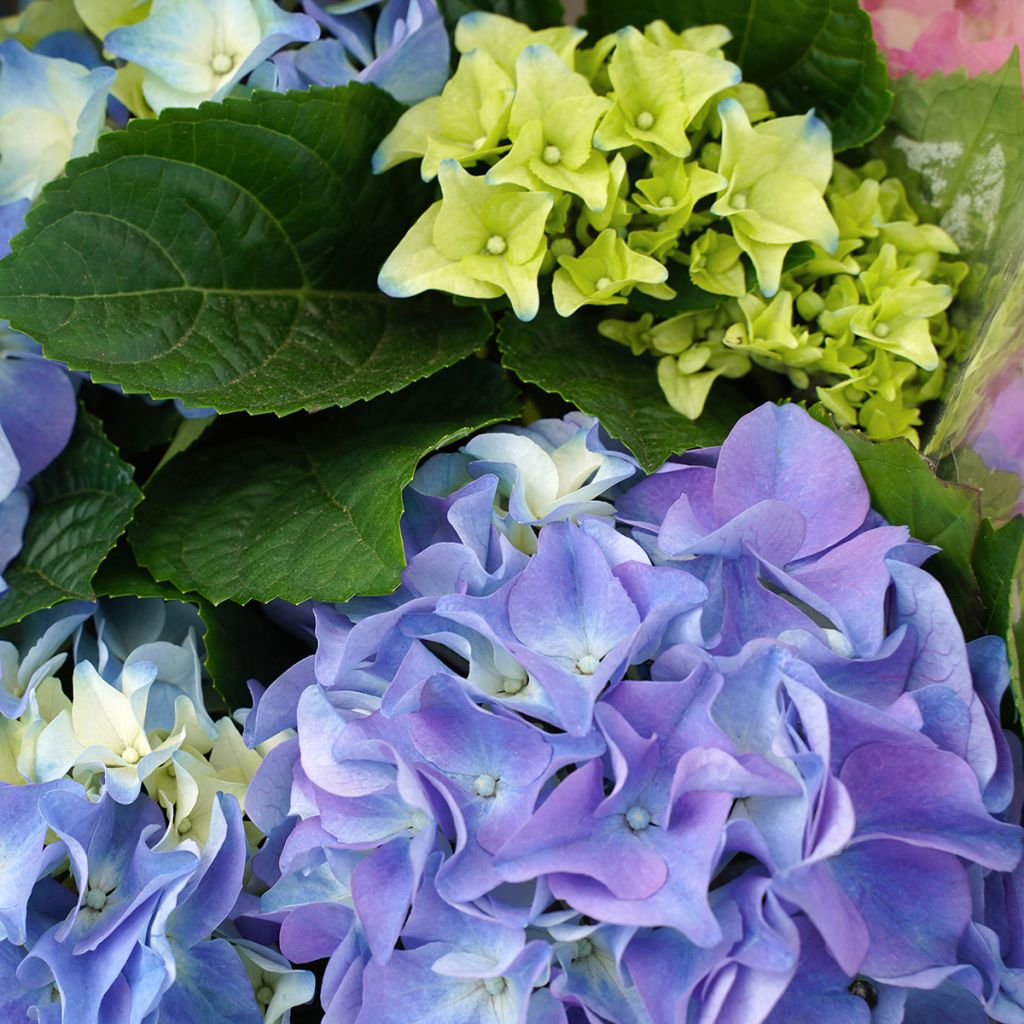 Hortensia - Hydrangea macrophylla Early Blue
