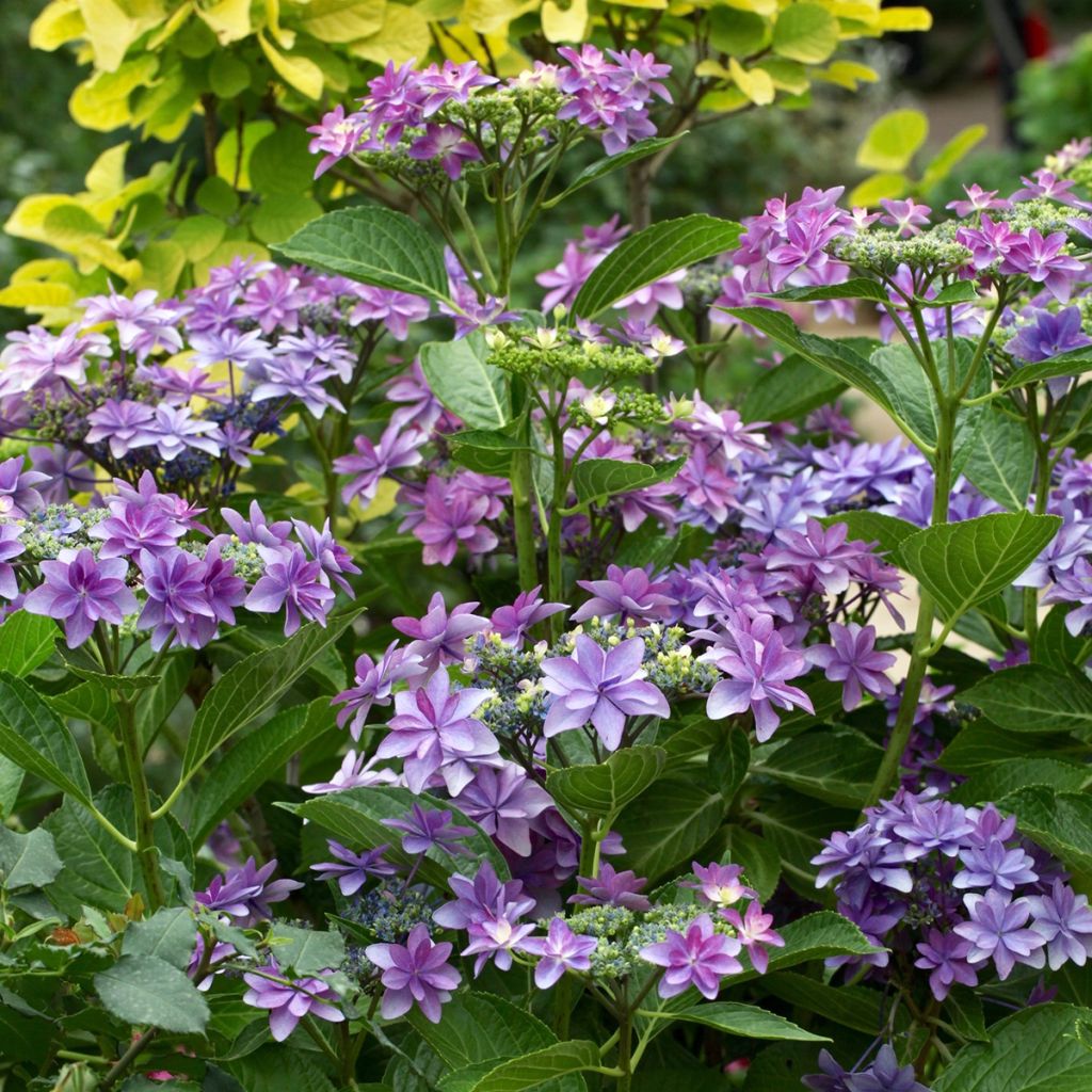 Hortensia - Hydrangea macrophylla Tinkerbell