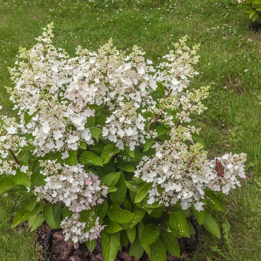 Hydrangea paniculata Butterfly - Hortensia paniculé