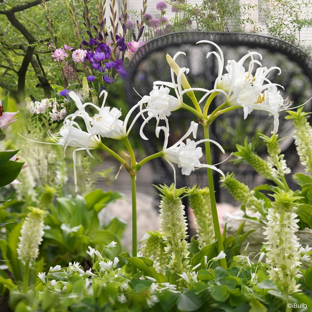 Ismène festalis Zwanenburg - Lis araignée