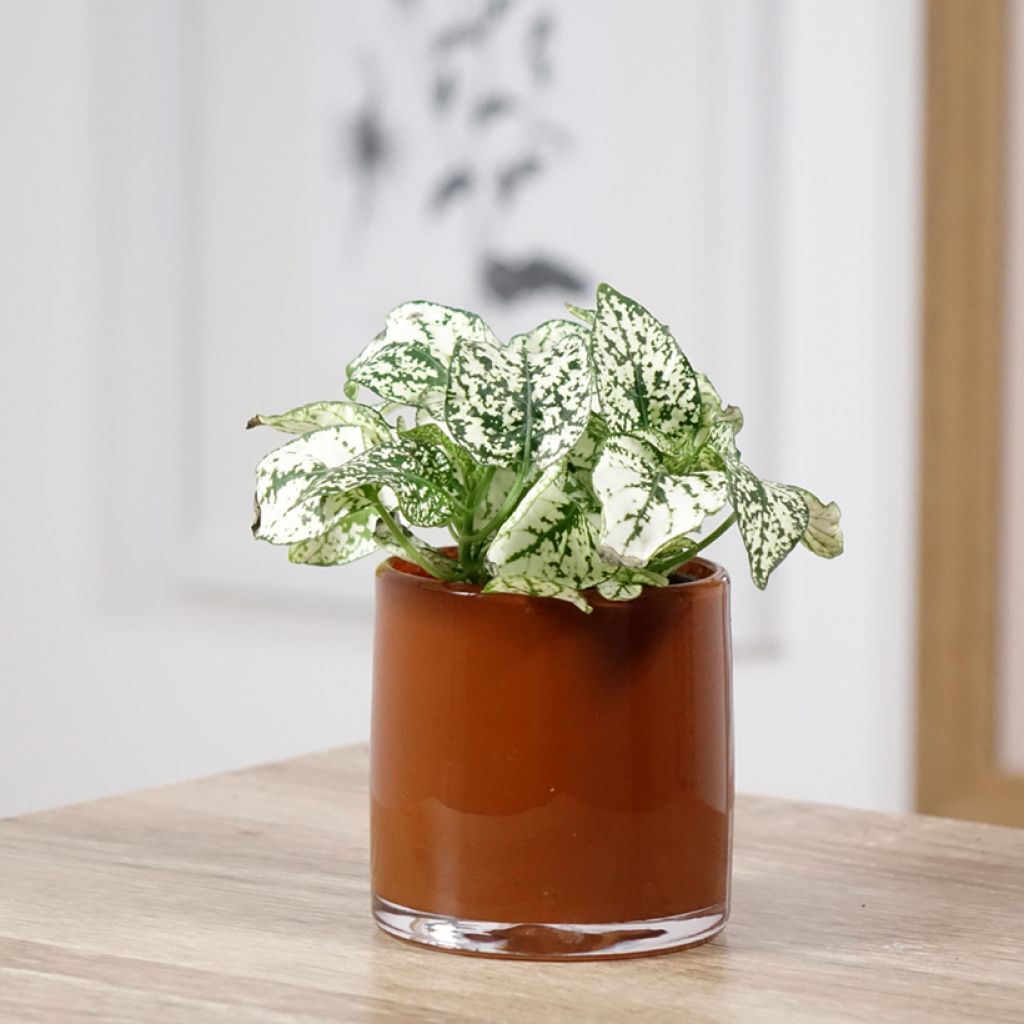 Hypoestes phyllostachya White