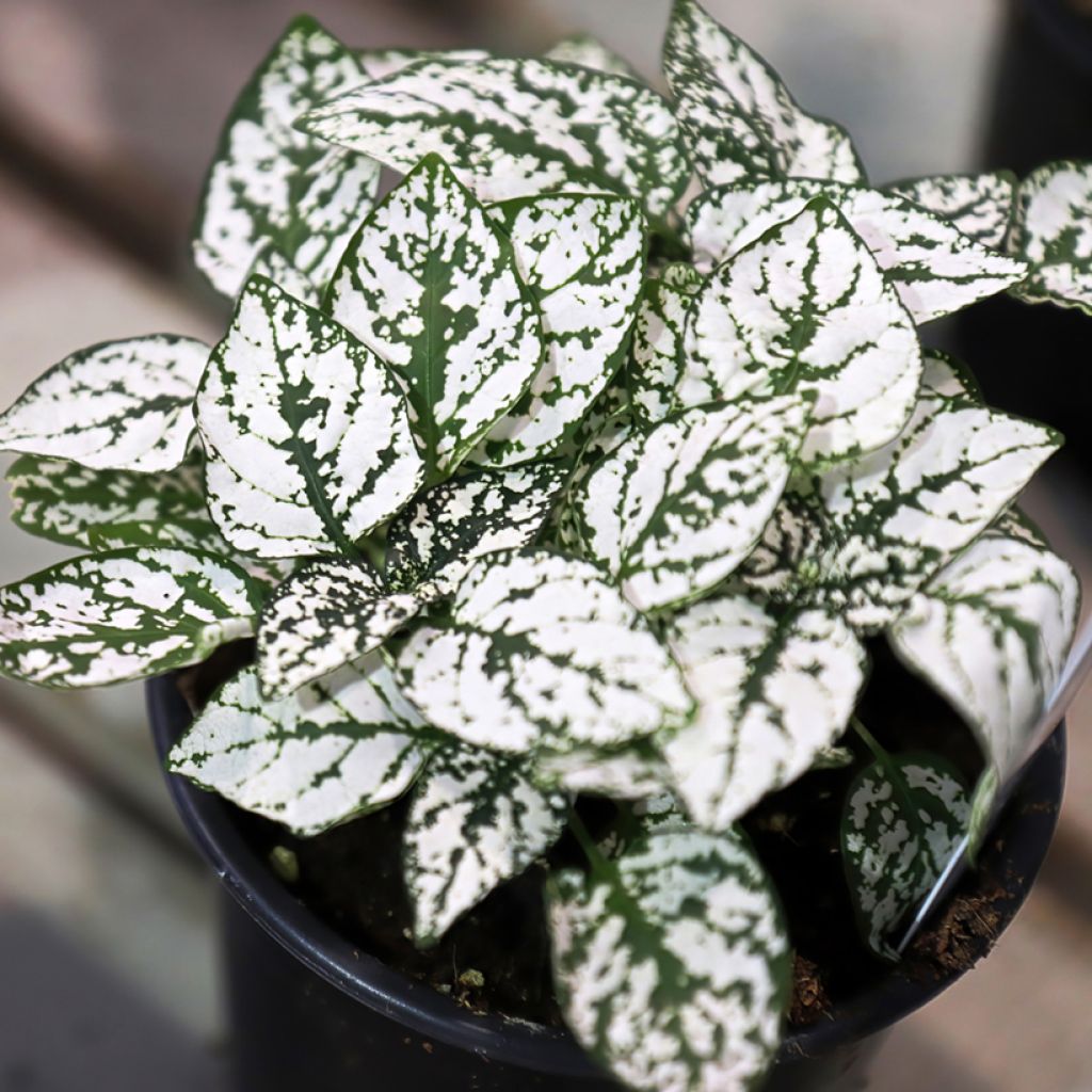 Hypoestes phyllostachya White