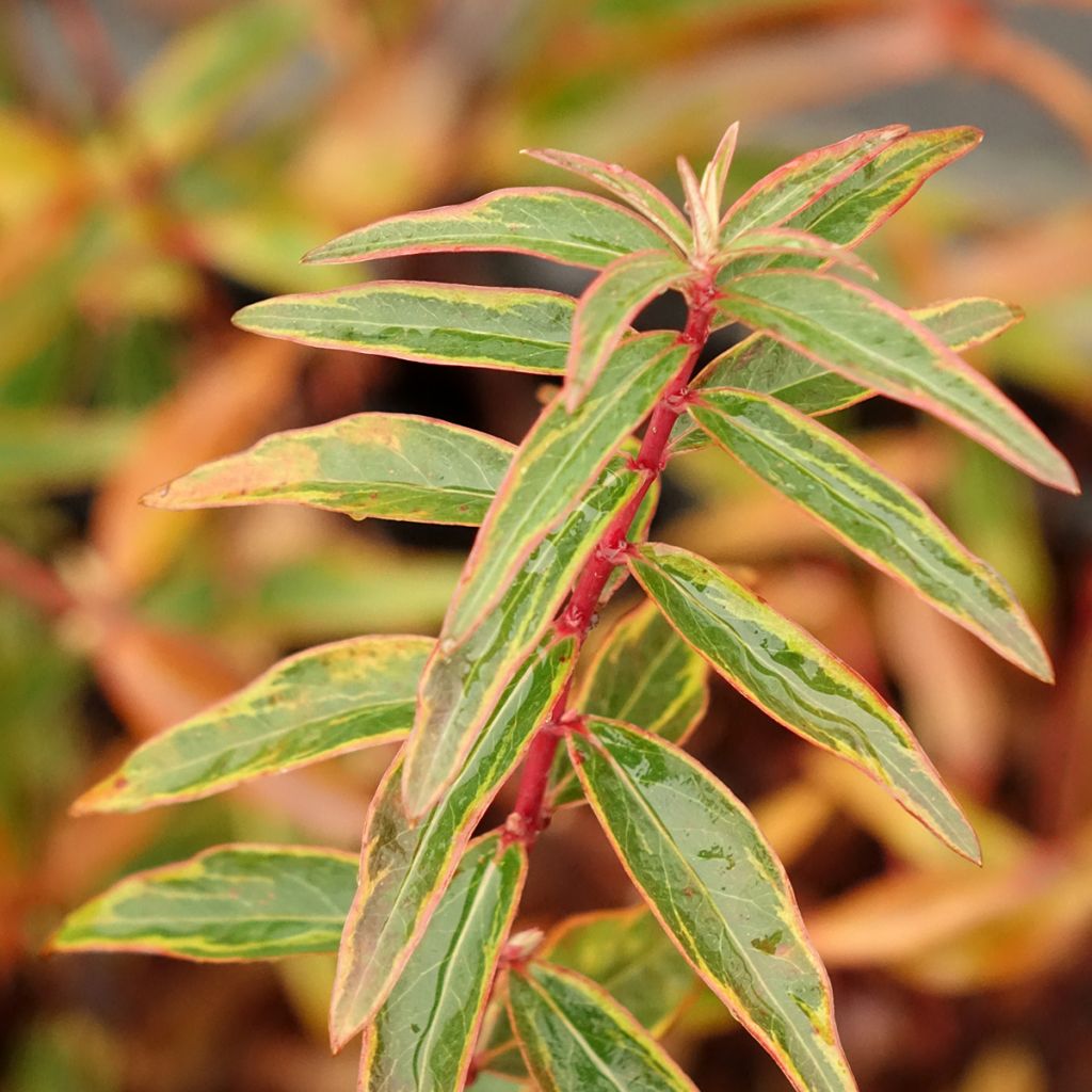 Hypericum Hidcote Limelight - Millepertuis panaché