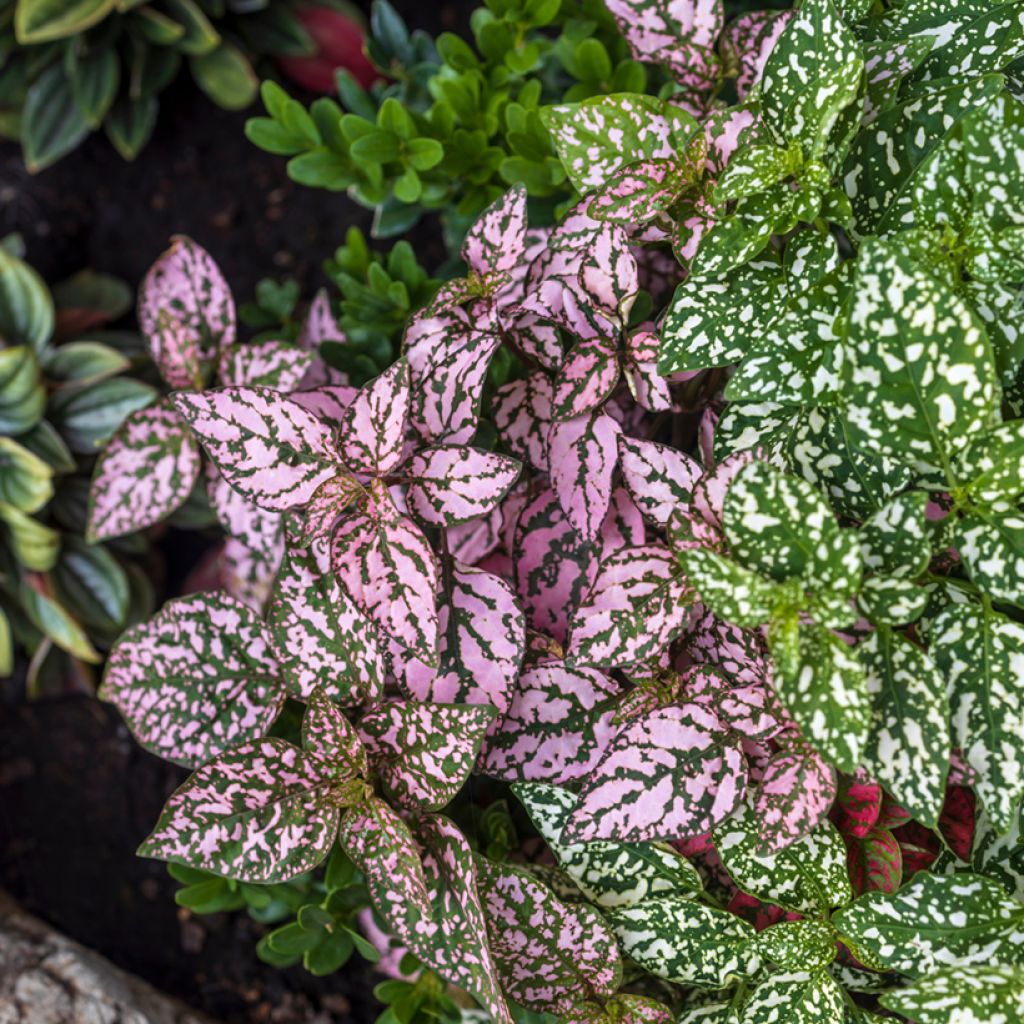 Hypoestes phyllostachya Pink