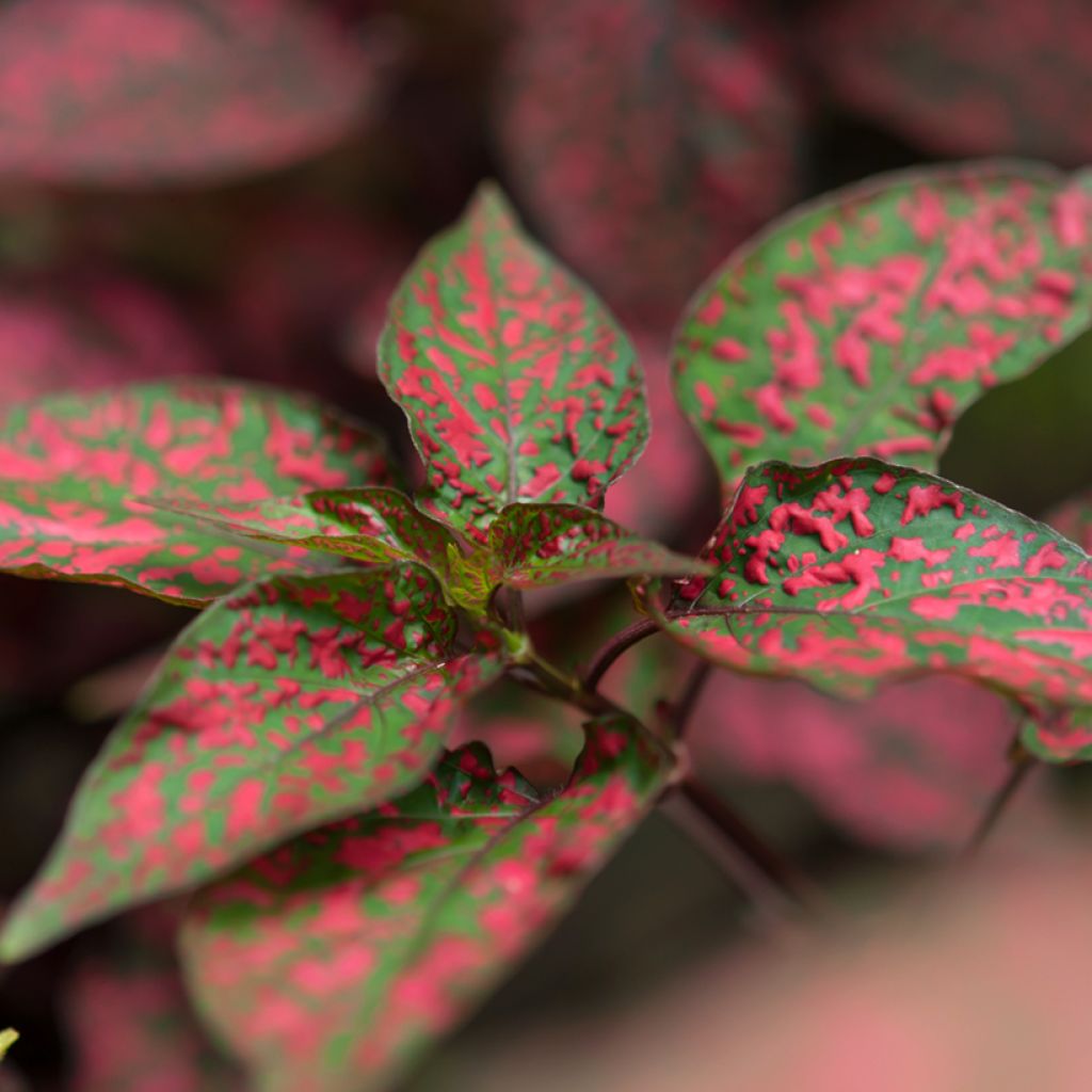 Hypoestes phyllostachya Red