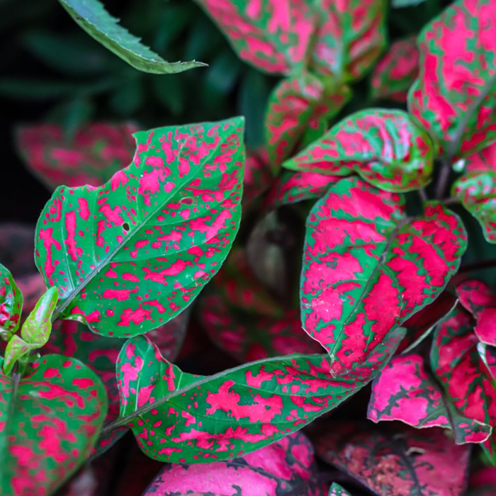 Hypoestes phyllostachya Red