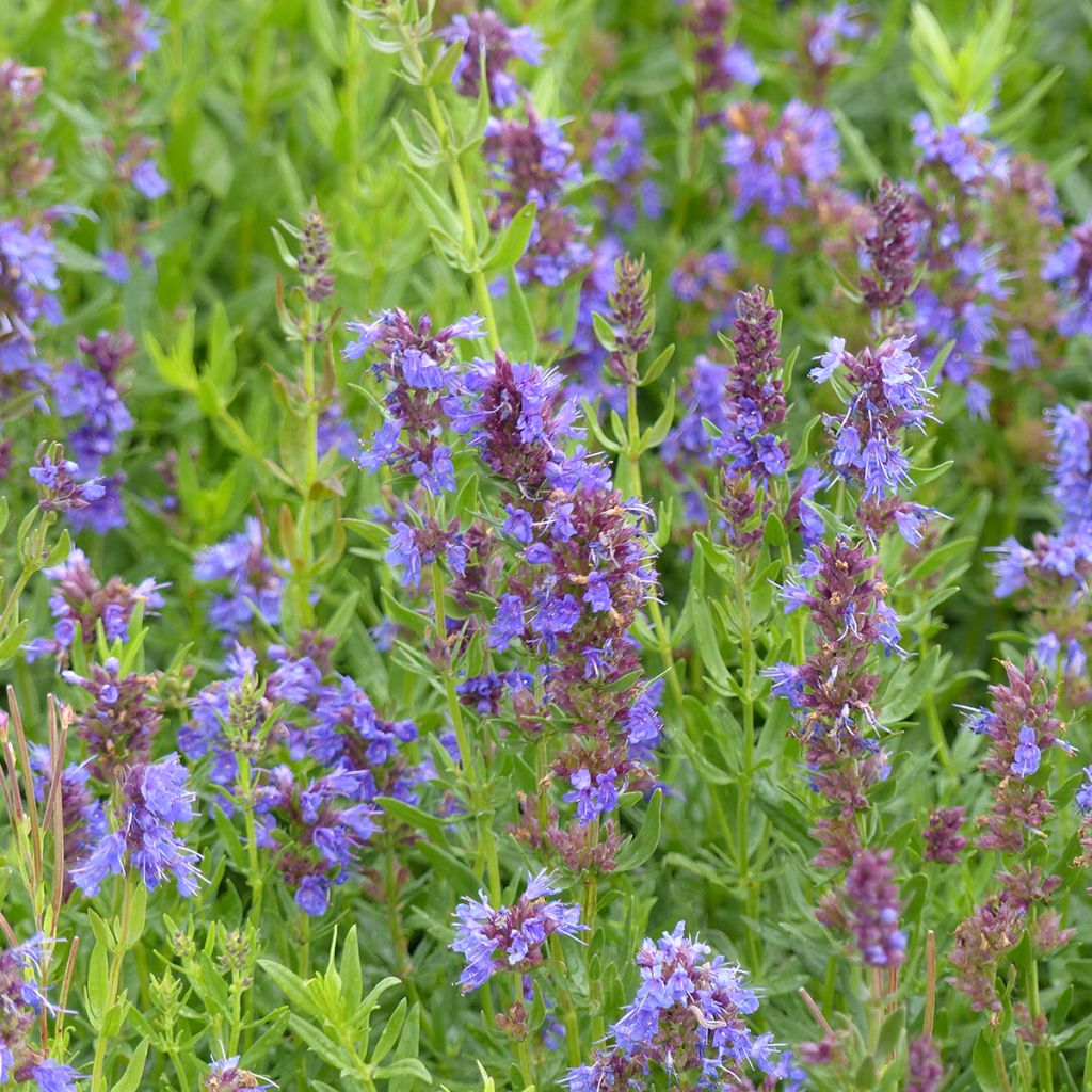 Hysope officinale bleue