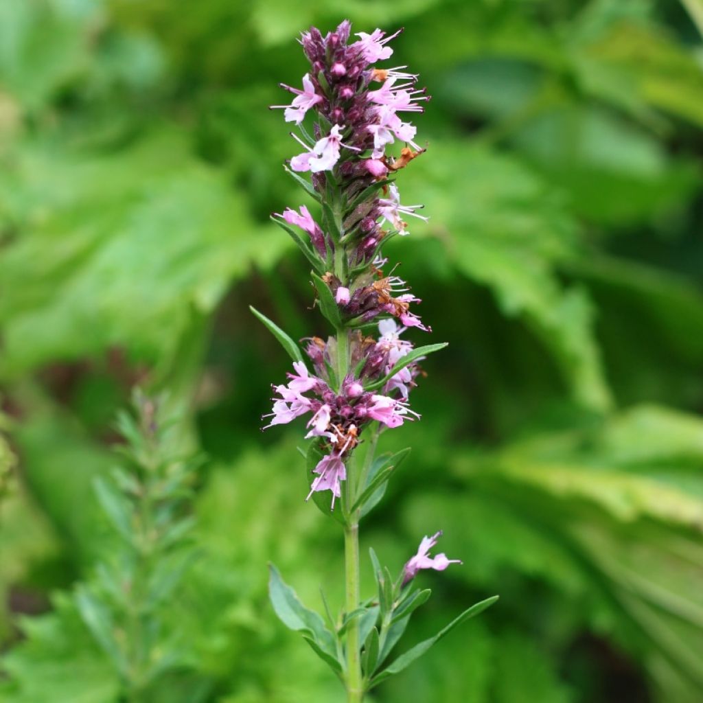 Hyssopus officinalis f. roseus - Hysope officinale rose