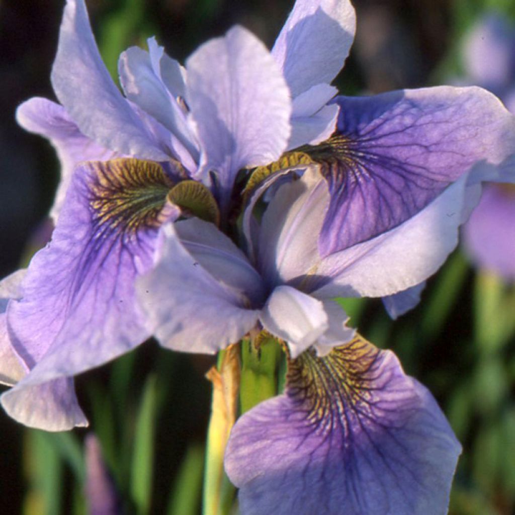 Iris sibirica Cool Spring - Iris de Sibérie