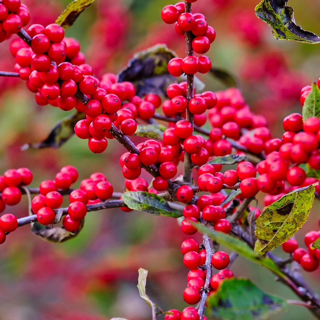 Ilex verticillata - Houx verticillé