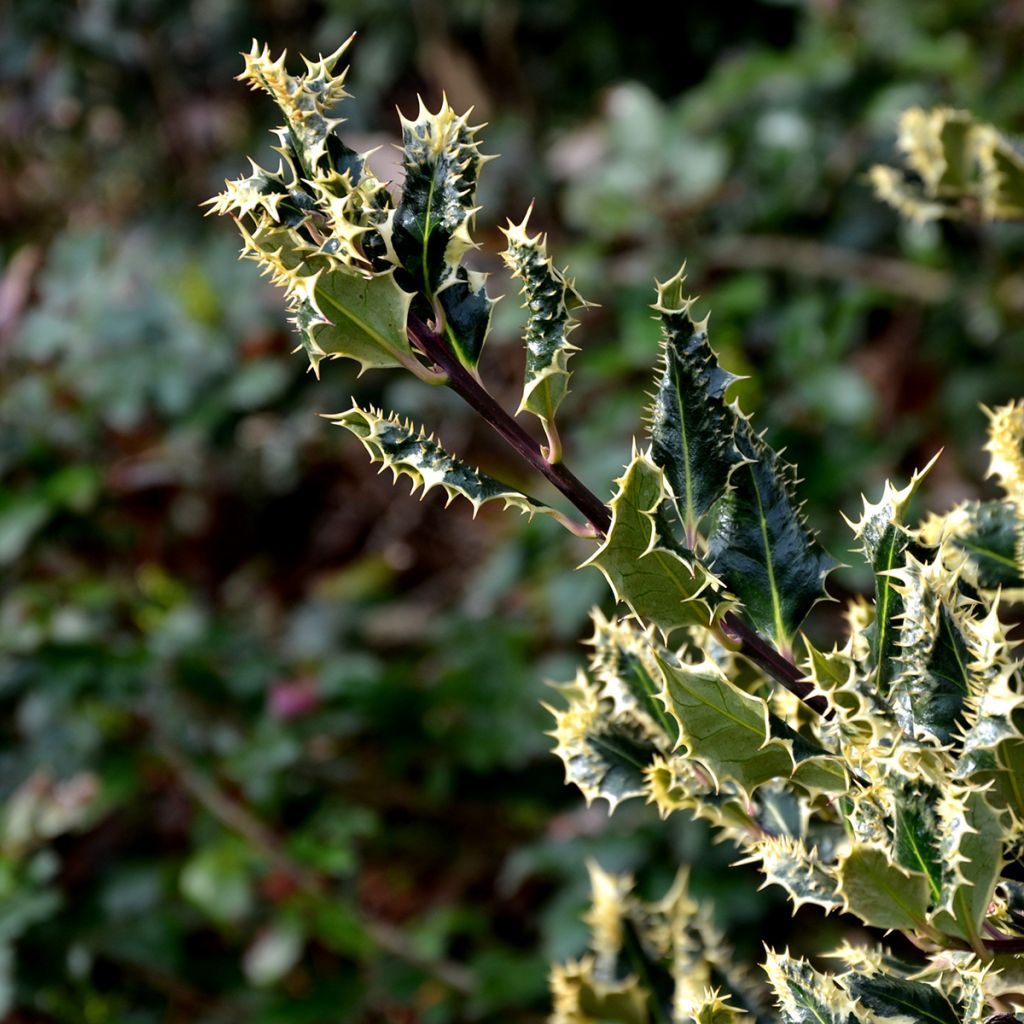 Houx hérisson Ferox Argentea - Ilex aquifolium