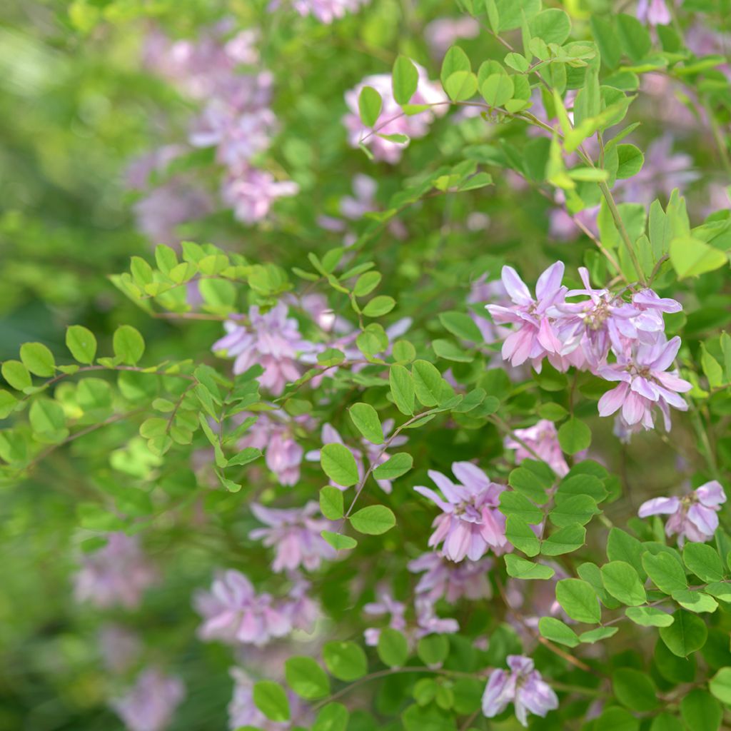 Indigofera kirilowii - Indigotier de Kirilov