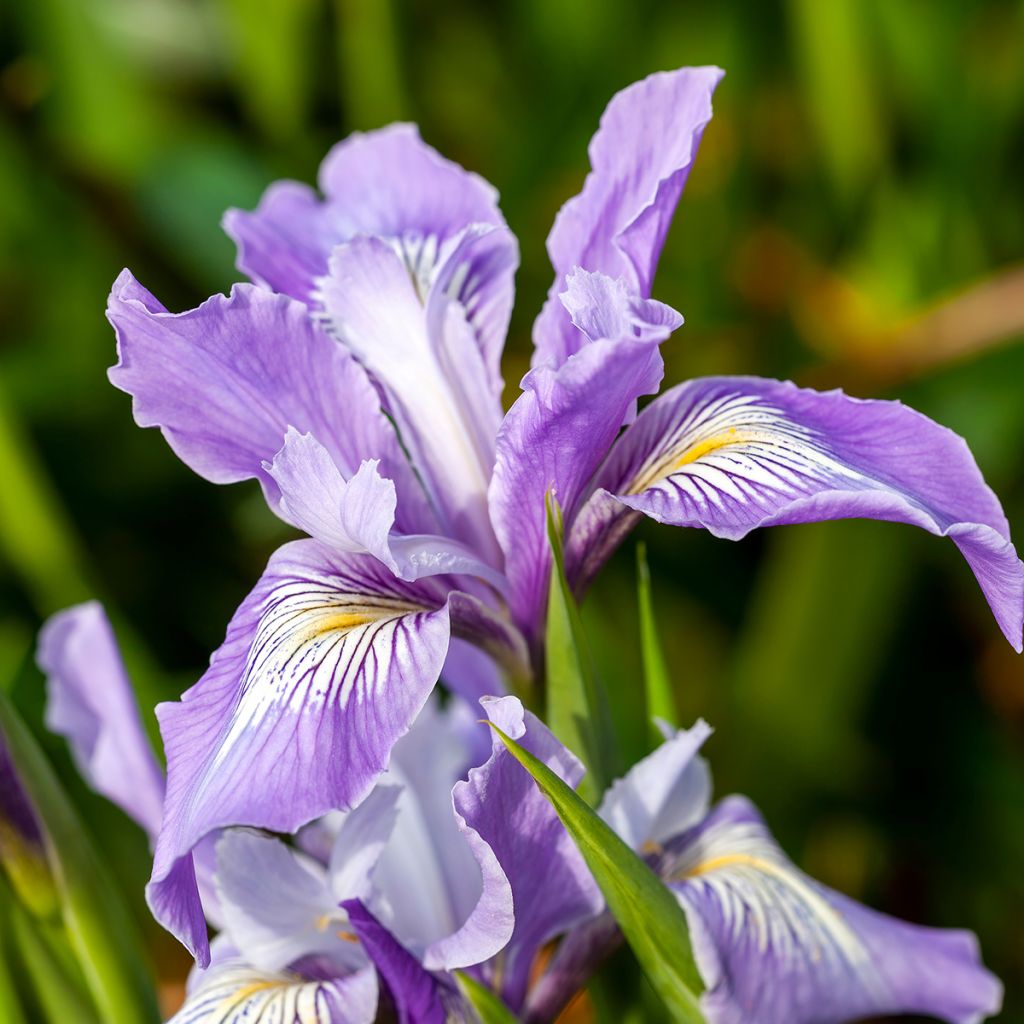 Iris douglasiana