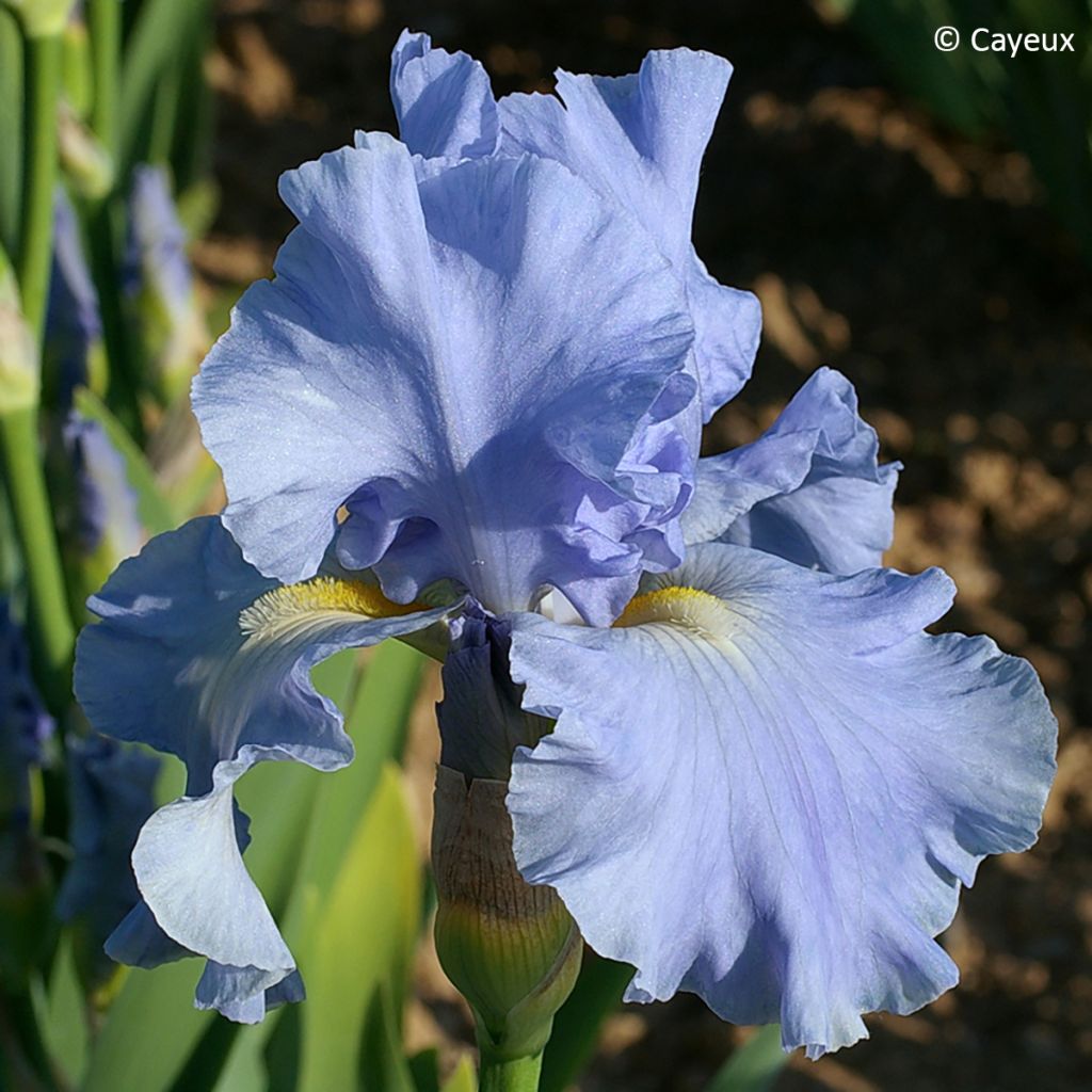 Iris germanica Aigue Marine - Iris des jardins