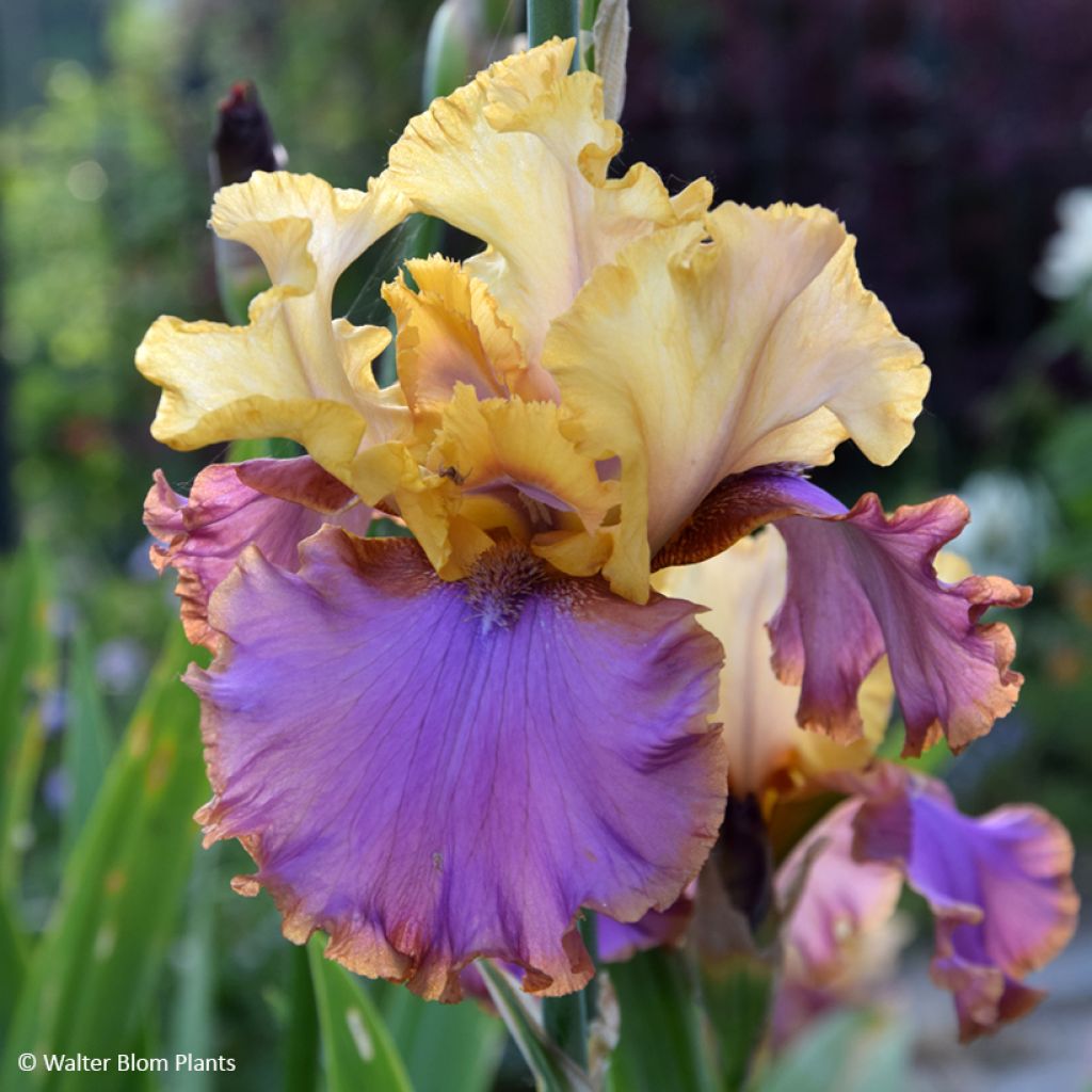 Iris germanica Au Sommet - Iris des Jardins