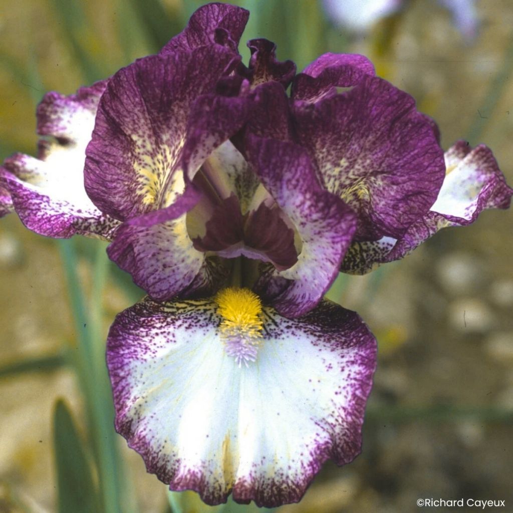 Iris germanica Baie Rose - Iris des Jardins intermédiaire