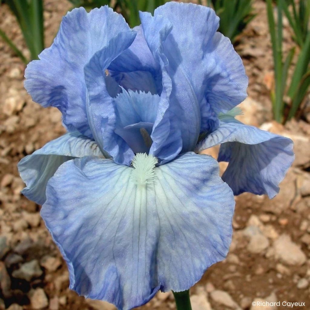 Iris germanica Bel Azur - Iris des Jardins intermédiaire