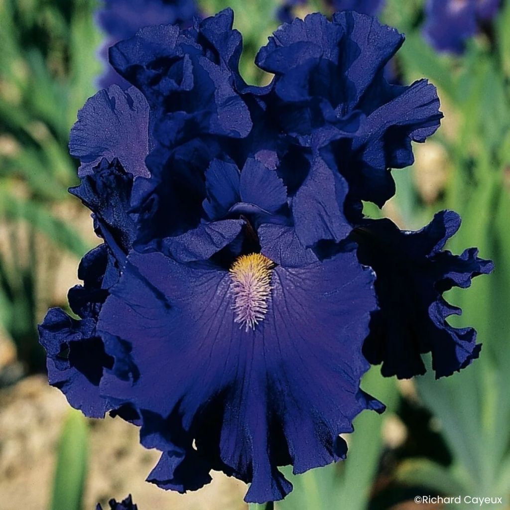 Iris germanica Blue Suede Shoes - Grand Iris des Jardins