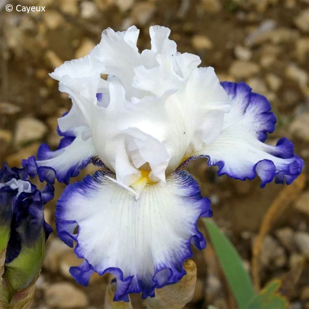 Iris germanica Cartouche - Iris de jardin
