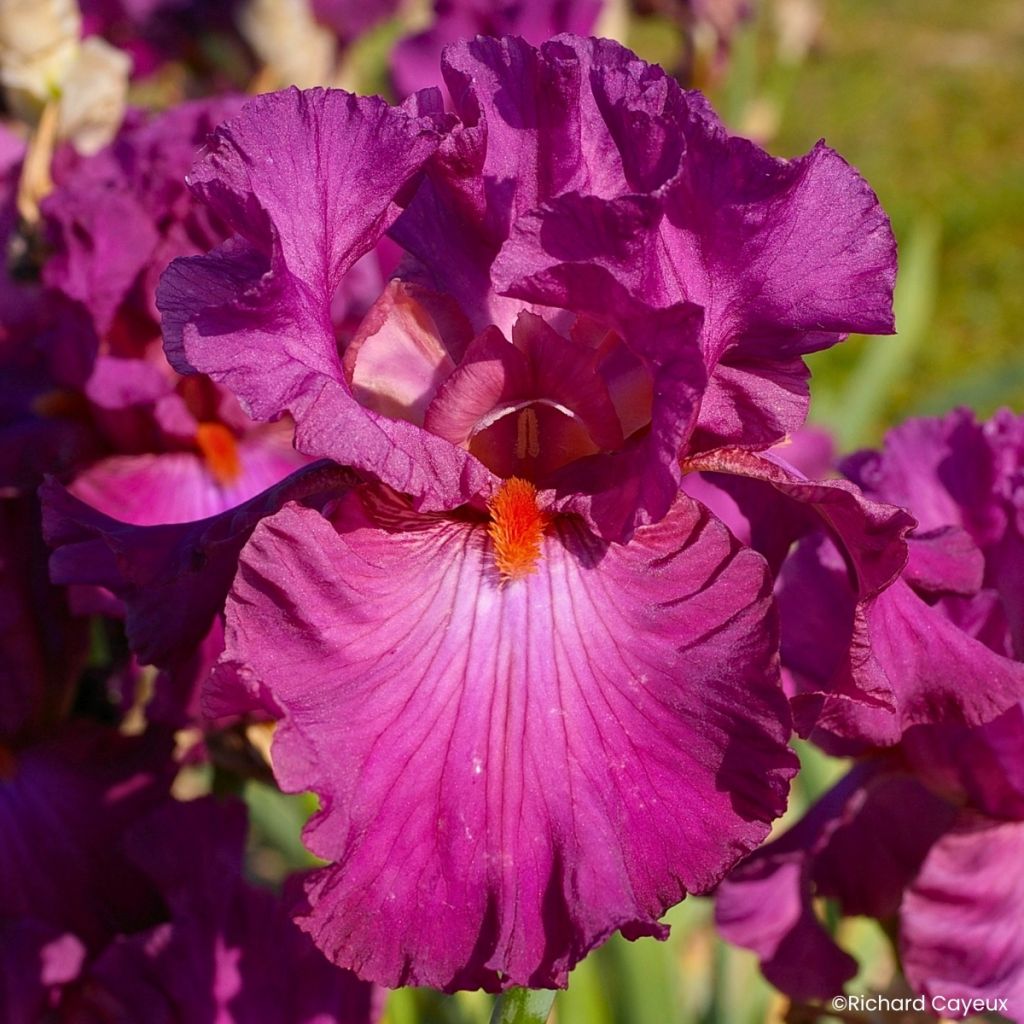 Iris germanica Ever After - Grand Iris des Jardins