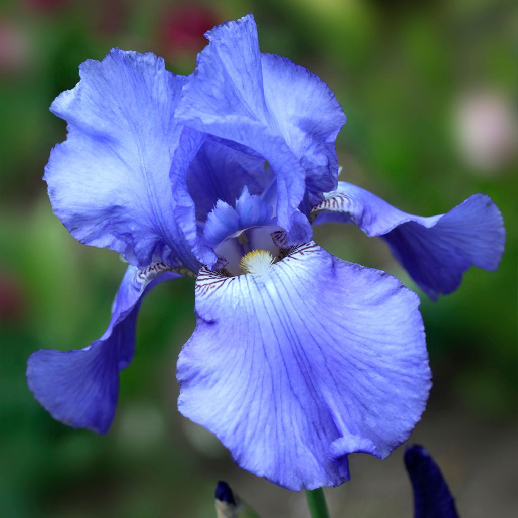 Iris germanica Heure Bleue - Iris des jardins