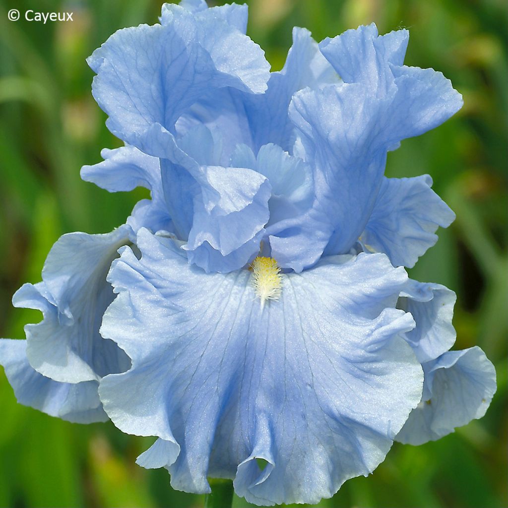 Iris germanica Into the Blue - Iris des jardins
