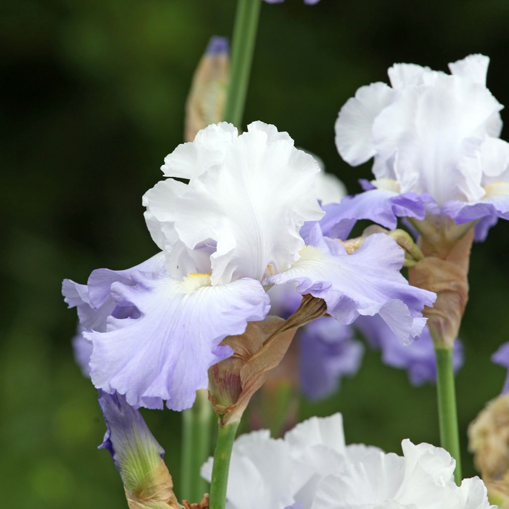 Iris germanica Skylark's Song - Iris des jardins