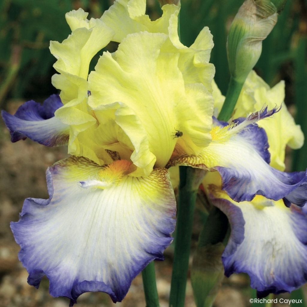 Iris germanica Échassier - Grand Iris des Jardins