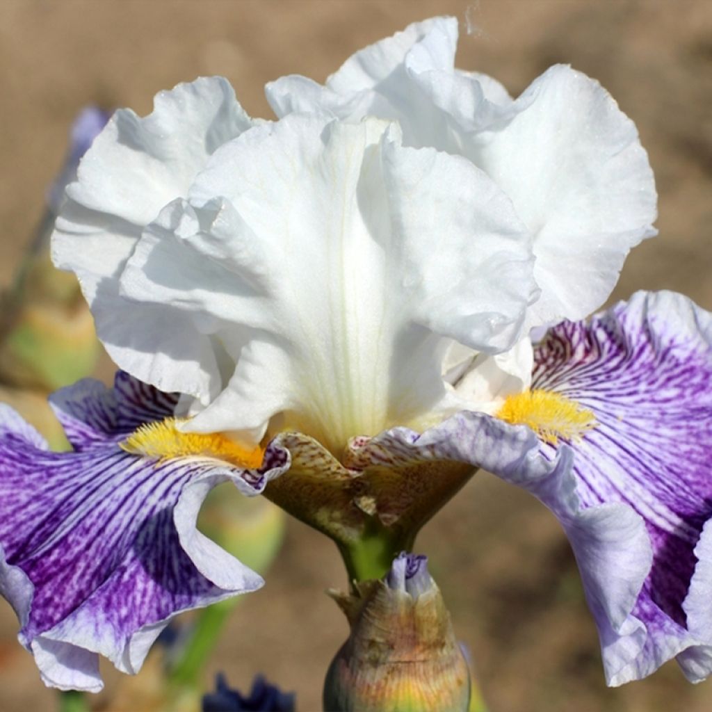 Iris germanica Palette De Peintre - Iris des Jardins