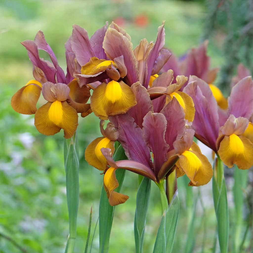 Iris de Hollande Lion King - Iris hollandica