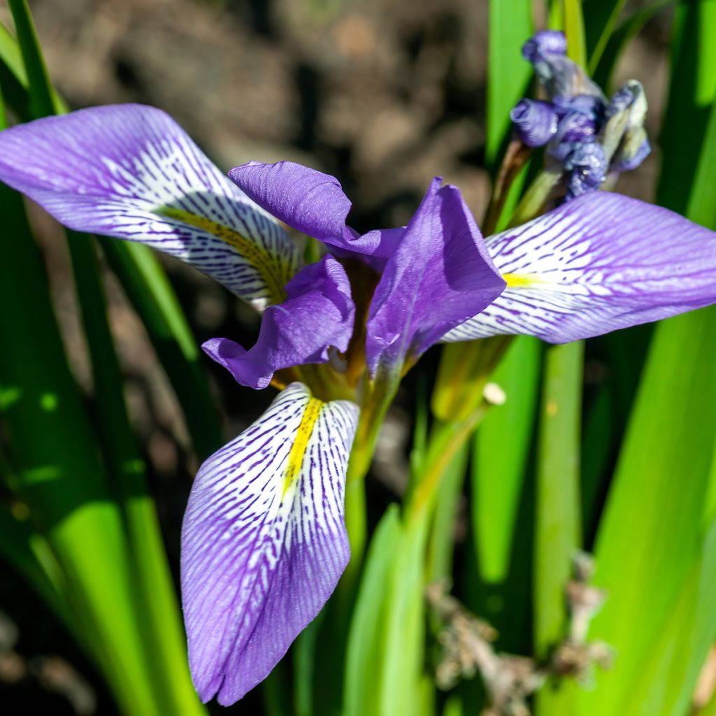 Iris lazica