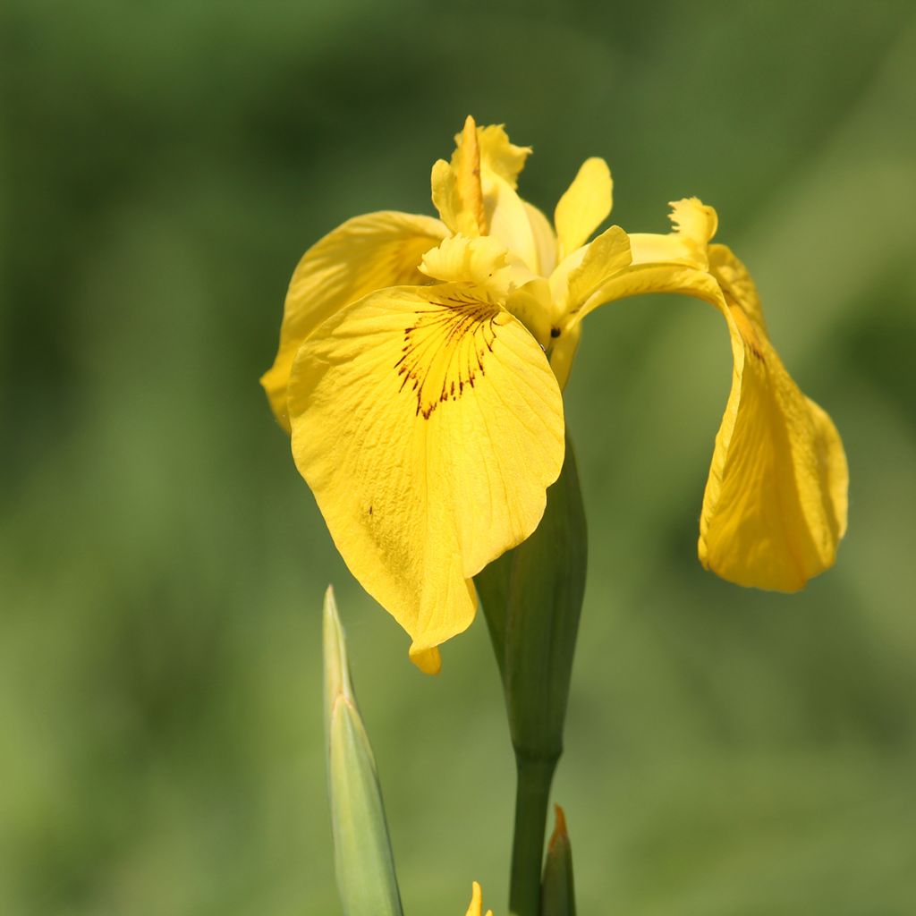 Iris pseudacorus - Iris des marais