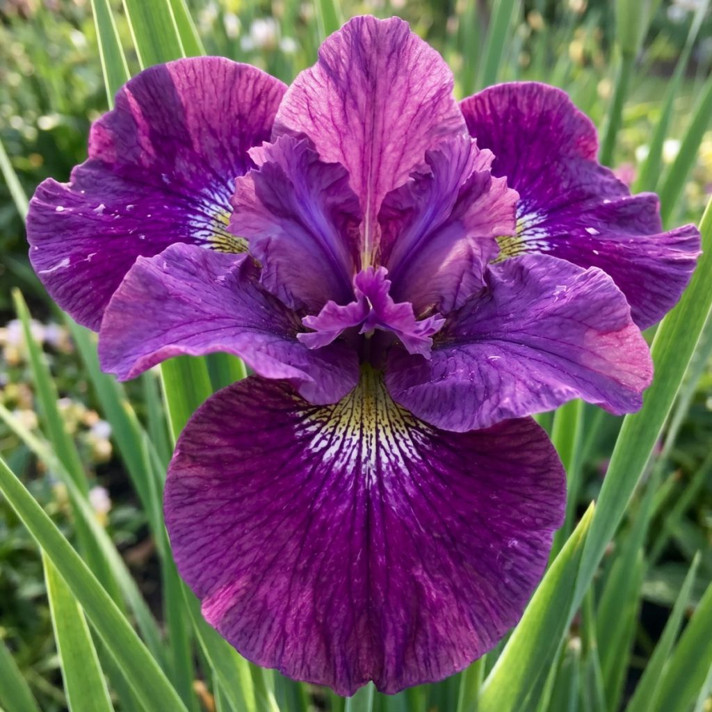 Iris sibirica Spindazzle - Iris de Sibérie