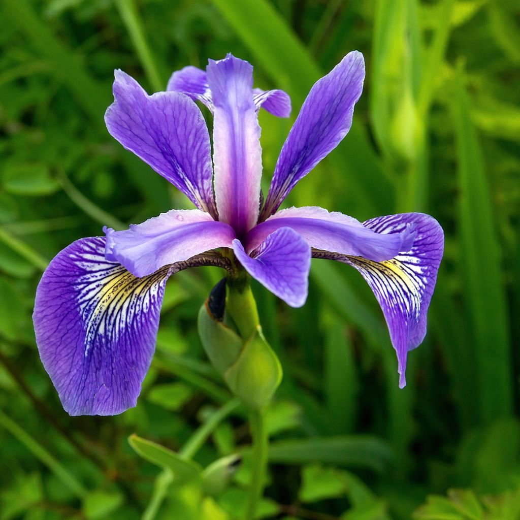 Iris versicolor - Iris versicolore