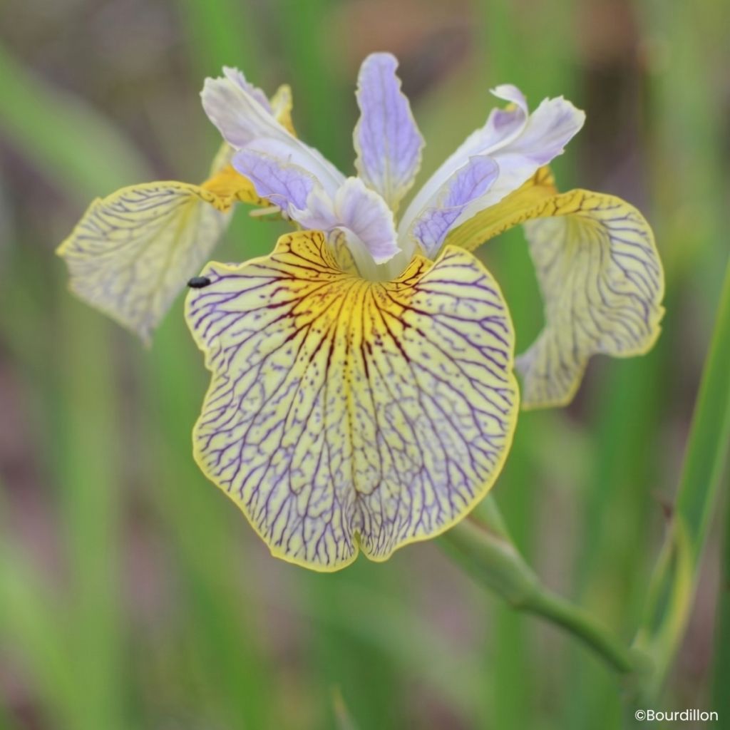 Iris Ally Oops - Iris d'eau