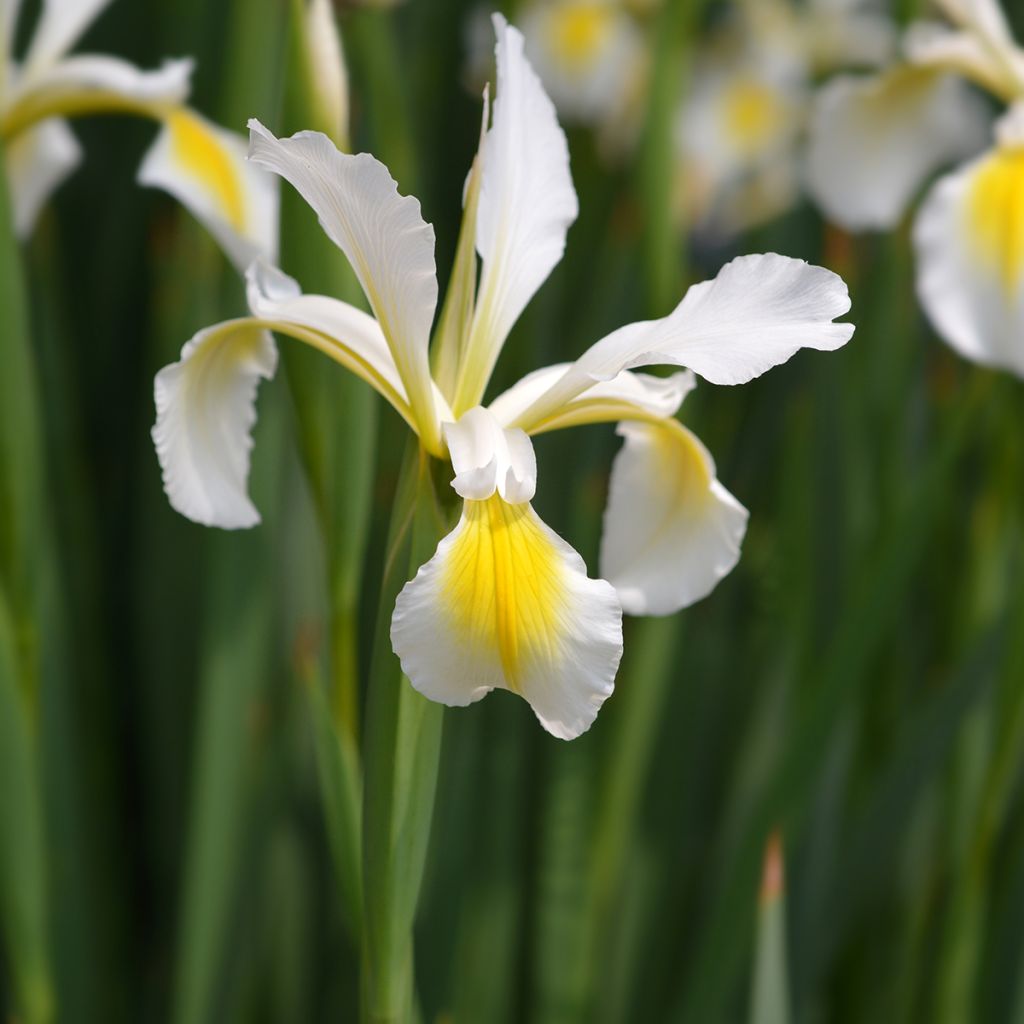 Iris ochroleuca (orientalis) - Iris des steppes