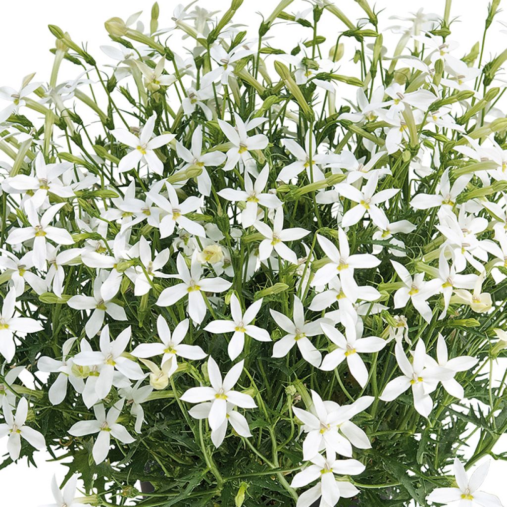 Laurentia ou Isotoma Wendy's White