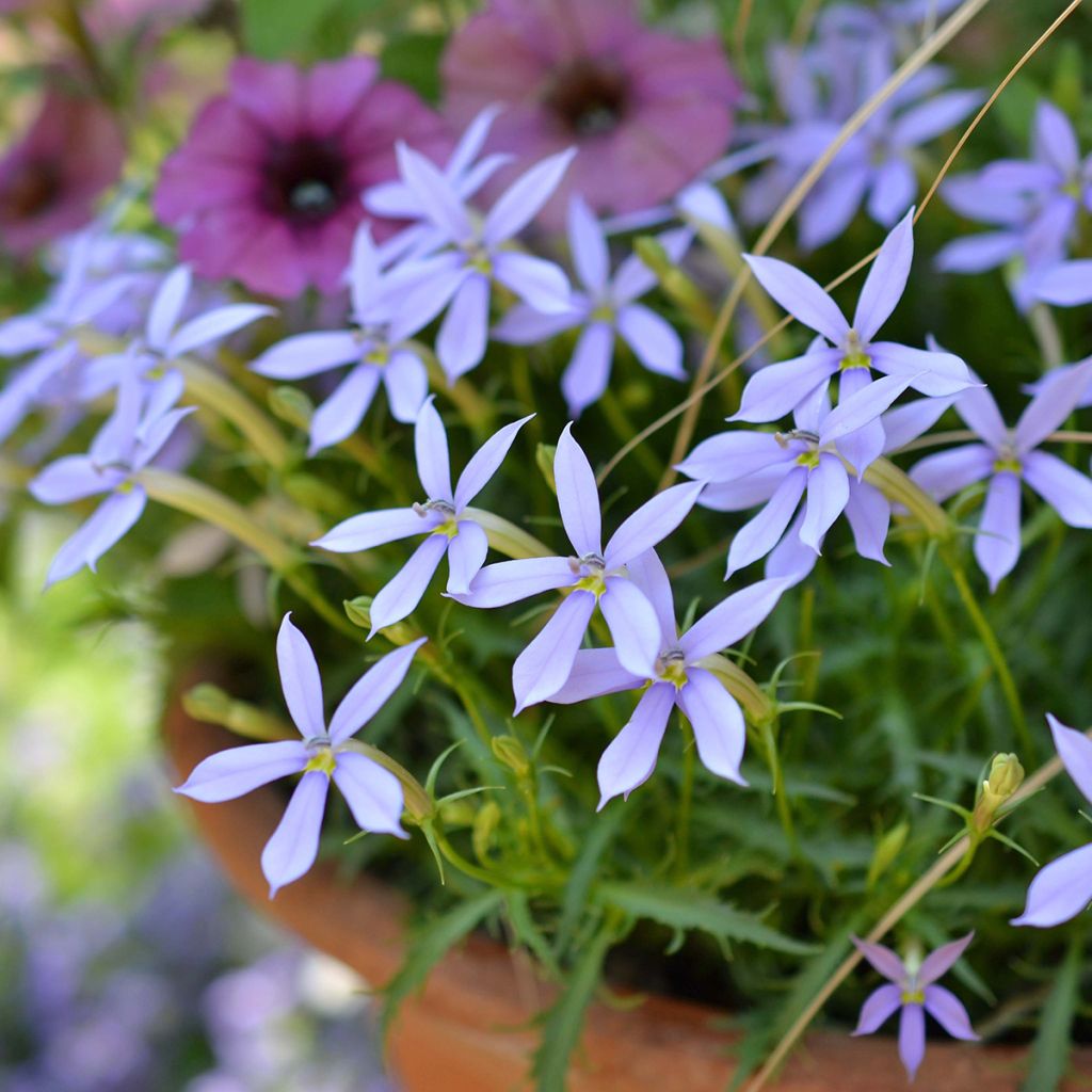 Laurentia ou Isotoma Stella Blue