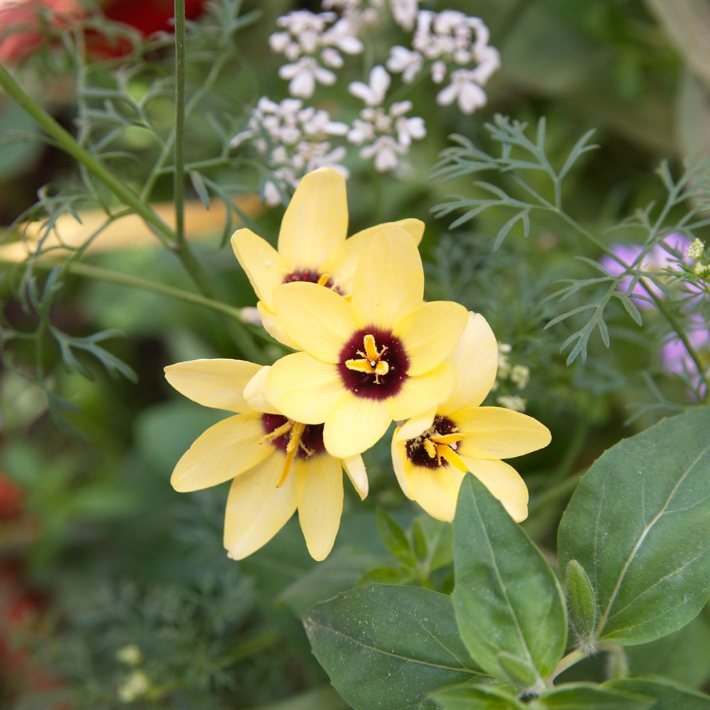 Ixia Yellow Emperor - Lis des blés