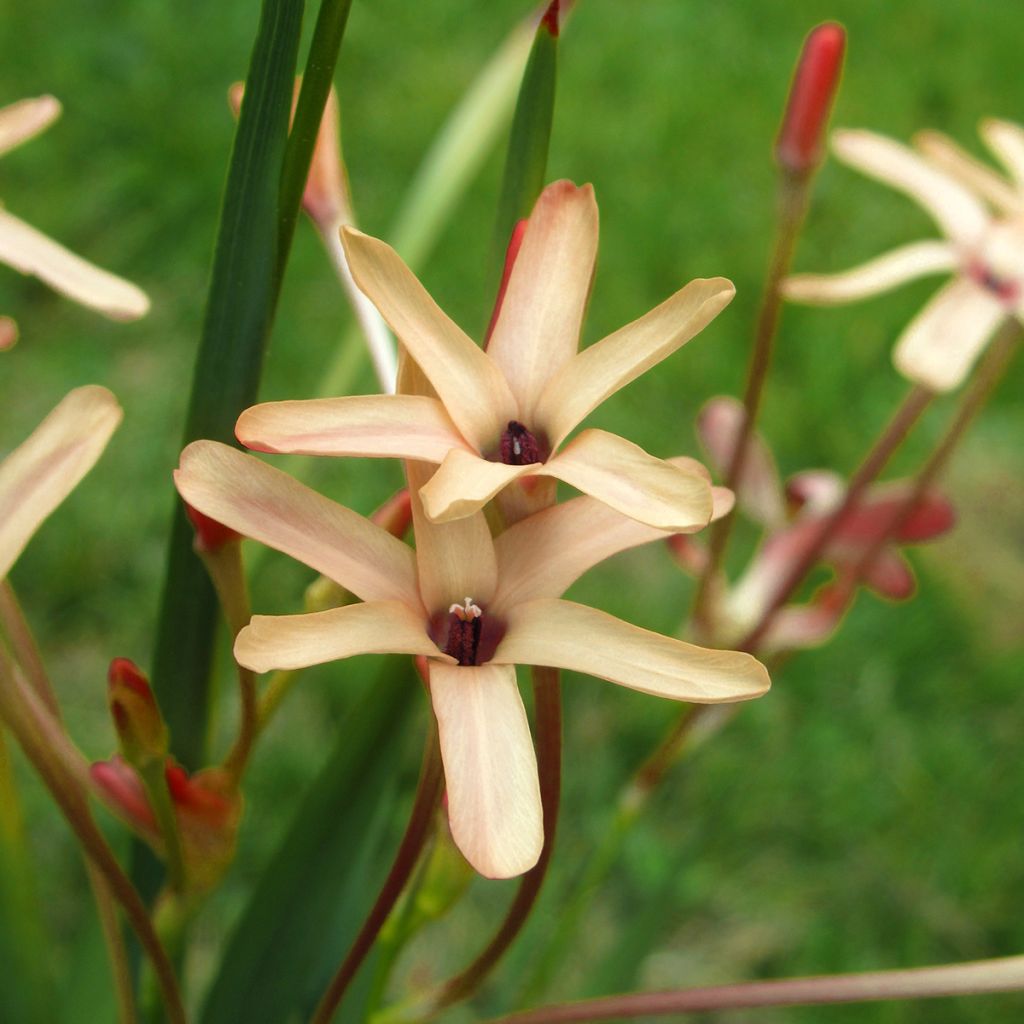 Ixia paniculata Eos - Lis des blés