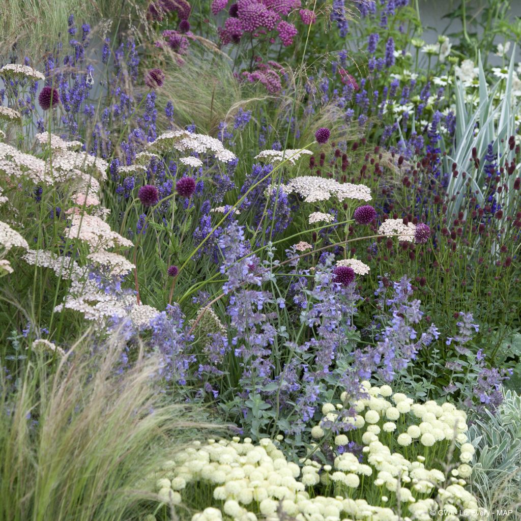 Jardin naturaliste sec pour 2m²