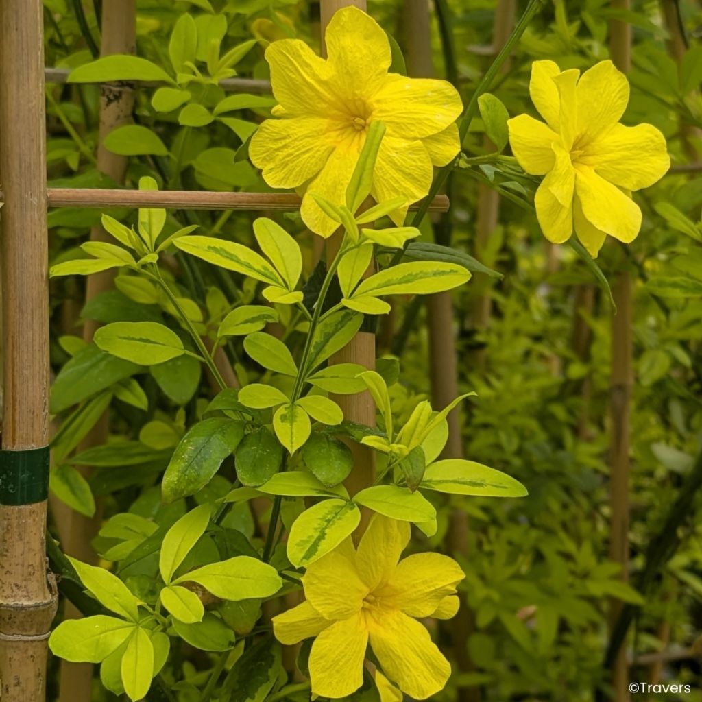Jasmin primevère Goldtouch - Jasminum mesnyi
