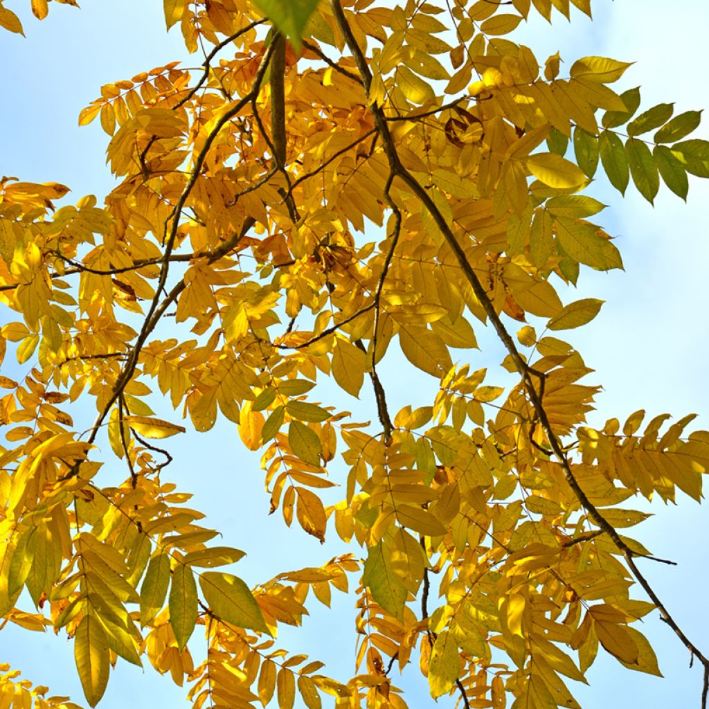 Noyer cendré - Juglans cinerea