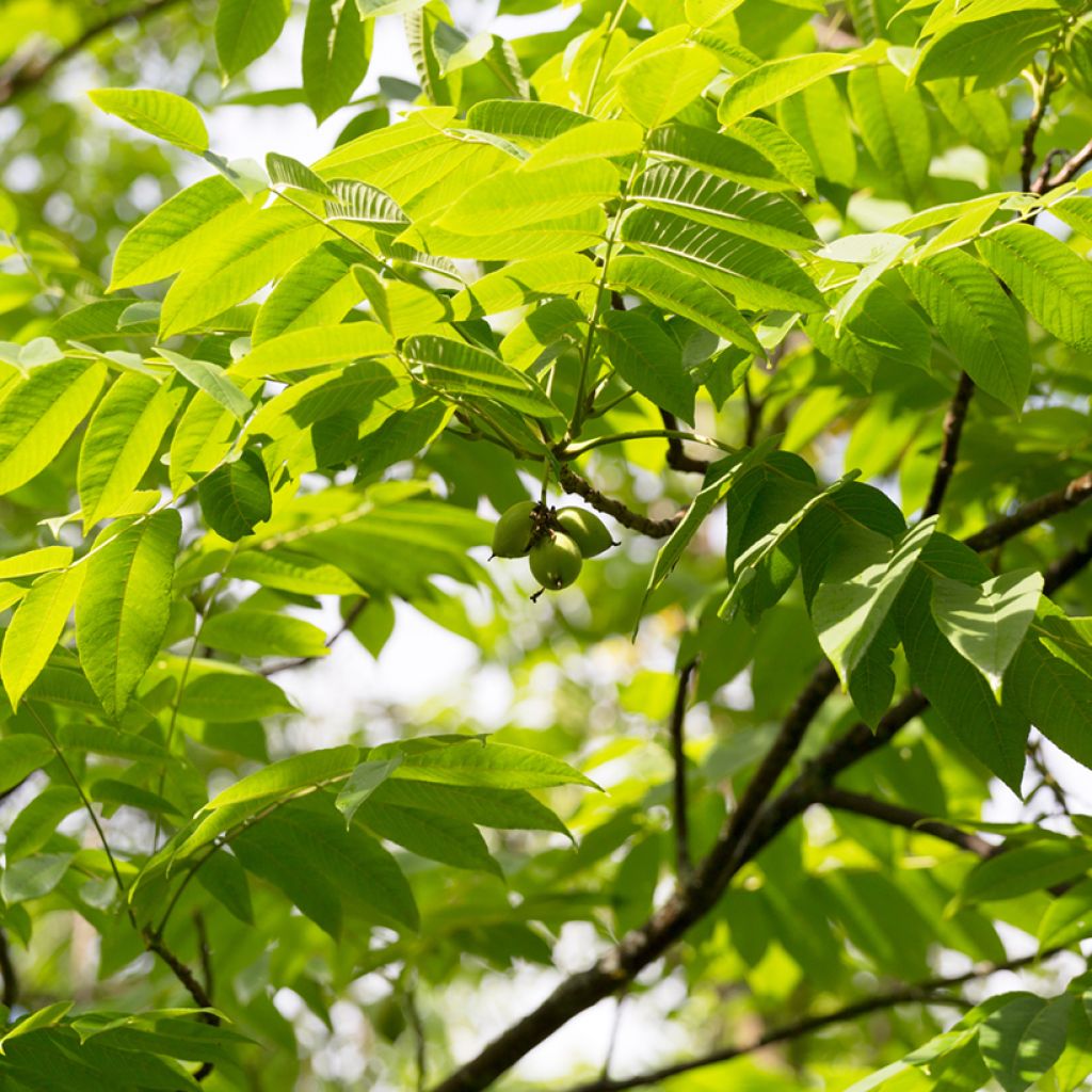 Noyer cendré - Juglans cinerea
