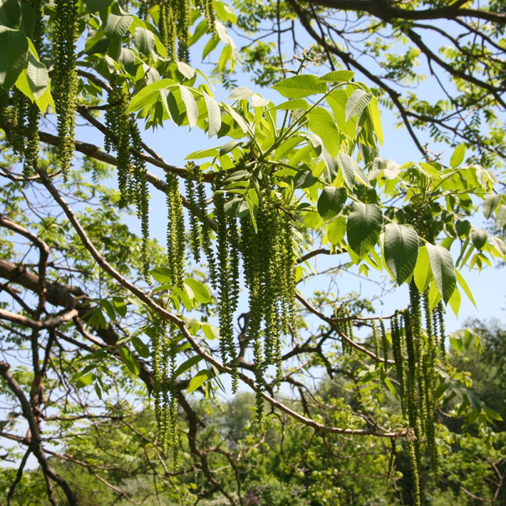 Noyer cendré - Juglans cinerea