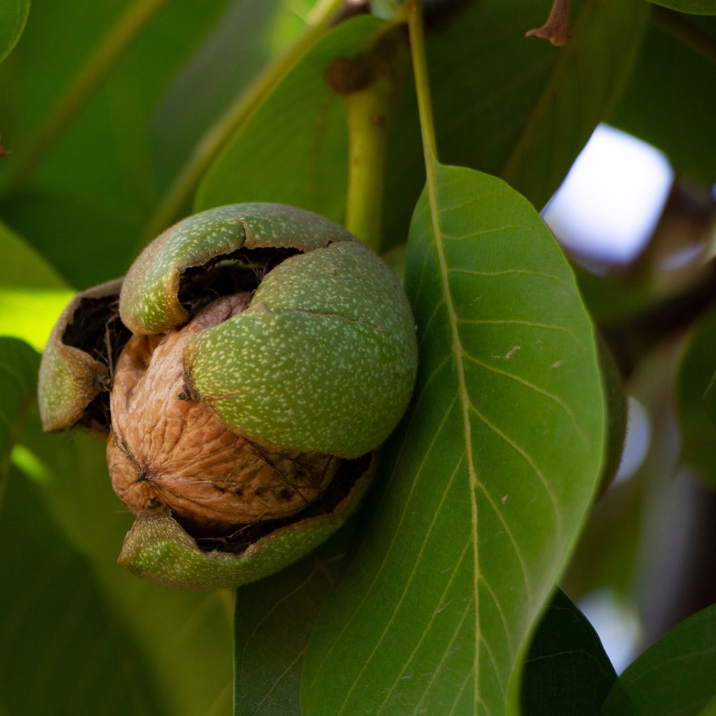 Noyer commun Bijou - Juglans regia