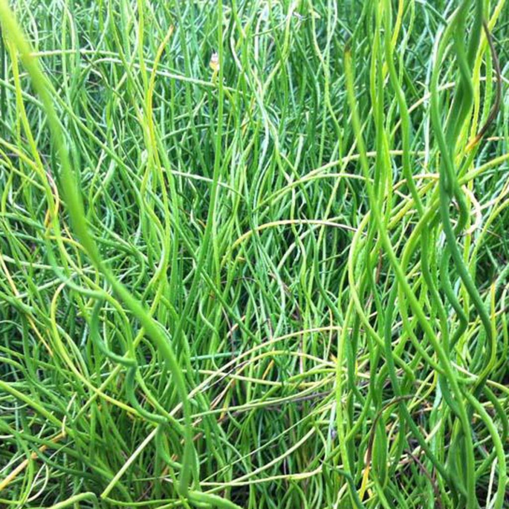 Juncus effusus Spiralis - Jonc spiralé