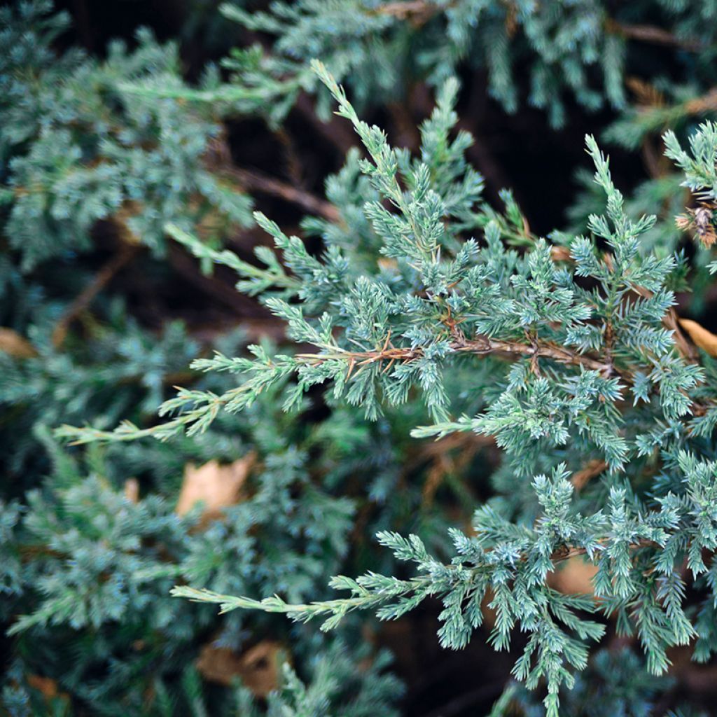Genévrier écailleux - Juniperus squamata Blue Carpet